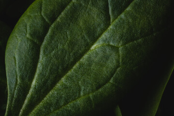 Close up macro top down on spinach green leaf full frame