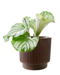Calathea orbifolia plant in pot, Green leaf with white stripes, Tropical foliage isolated on white background, with clipping path