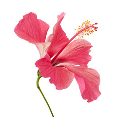 Hibiscus or rose mallow flower, Tropical pink flower isolated on white background, with clipping...