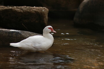 Obraz premium white duck in the water