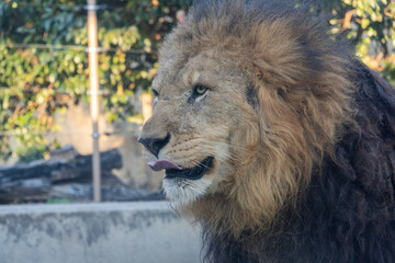 動物園　ライオン