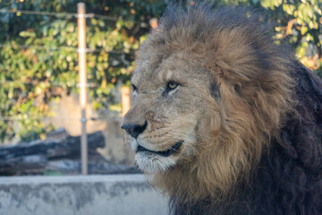 動物園　ライオン