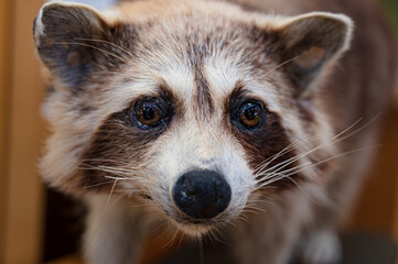 アライグマ © YUTO PHOTOGRAPHER
