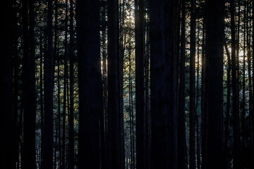 Fototapeta premium Selective focus photo. Bare trees in the forest. Shadows.