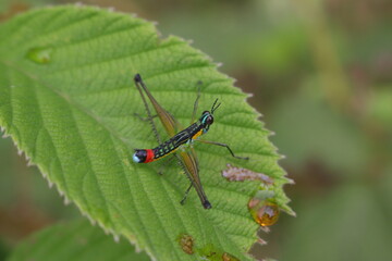 grasshopper on a leaf
