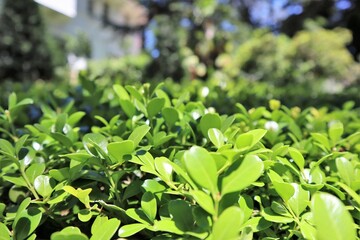 green leaves background