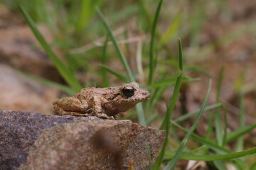 frog on the ground