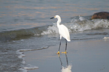 Fototapeta premium great blue heron
