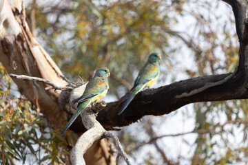 Mulga parrot Psephotellus varius in the mallee