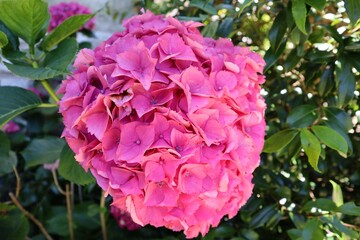 hydrangea flower