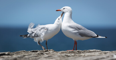 The Australian Silver Gull is the most common seagull found in the country and is a regular site at the beaches around Sydney