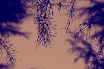 silhouette of a tree in sunset