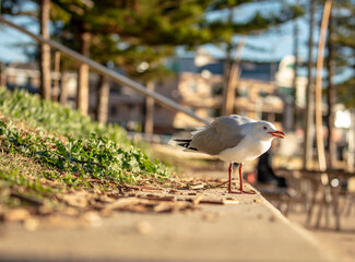 The Australian Silver Gull is the most common seagull found in the country and is a regular site at the beaches around Sydney