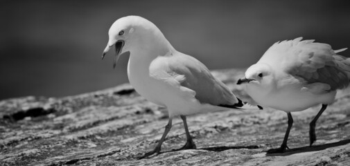 The Australian Silver Gull is the most common seagull found in the country and is a regular site at the beaches around Sydney