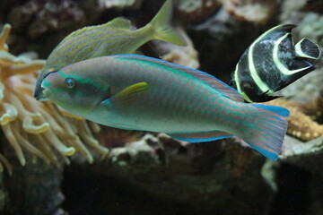 fish in aquarium