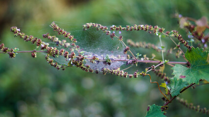 Wind Spinner