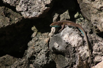 lizard on a stone