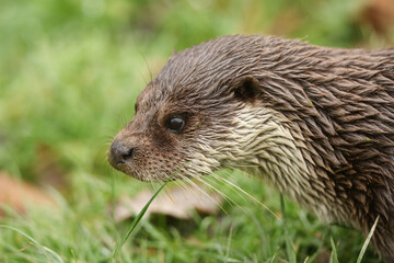A head shot of an European Otter, Lutra lutra, on the bank of a lake at the British Wildlife Centre.	