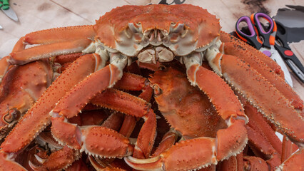 Boiled snow crabs are piled up. Close-up. Thorny legs, claws, eyes, bright red shells are visible. Kamchatka
