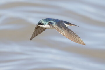 Tree Swallow in flight