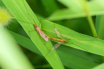 The insect that inhabits the wild plants, Aedes maculatus, is mating