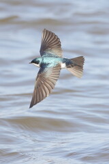 Tree Swallow in flight