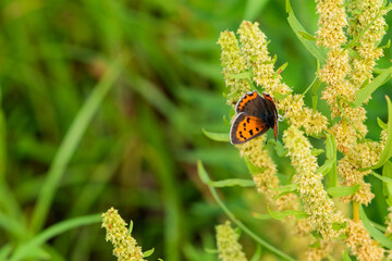 Butterfly nymphalus that inhabits wild plants