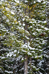 Snow on Evergreen Trees