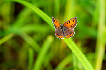 Butterfly nymphalus that inhabits wild plants