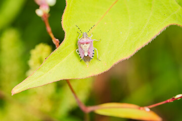 Insect inhabiting wild plants: stink bug