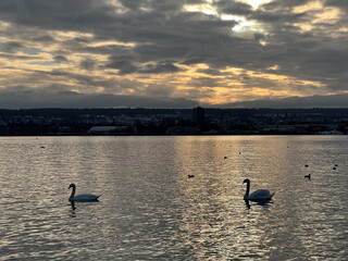 Bodensee bei Konstanz im Winter