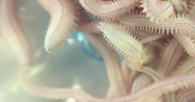 Sand Worm (Perinereis sp.) is the same species as sea worms (Polychaete), Living in a beach area with relatively shallow water levels for education in laboratory.
