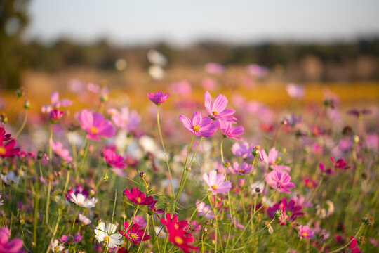 colorful cosmos flowers blooming in garden for bacground. blurred background © apimook