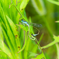 Douniang lives on wild plants in the field, and douniang is mating