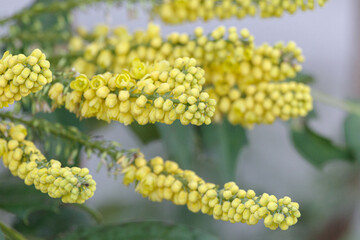 セイヨウヒイラギナンテンの黄色い花が咲く　東京、赤坂にある東京ミッドタウン