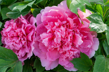 In spring, China's national flower peony is in full bloom and the scenery is very spectacular.