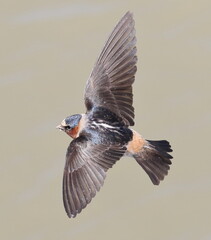 Barn Swallow in flight