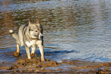 Hunting dog Laika (husky). West Siberian Laika (husky). Photo of a husky dog in late autumn while hunting.