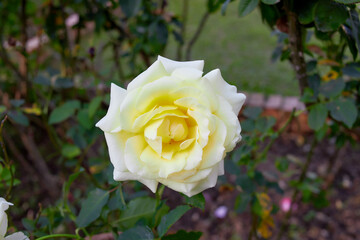 White rose flower blooming in garden