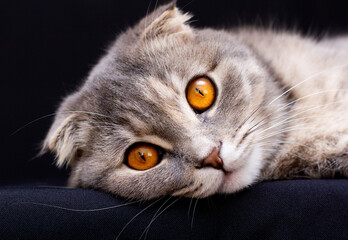 Scottish Fold cat lies in the headphones and looks funny on a black background.