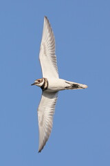 Killdeer in flight