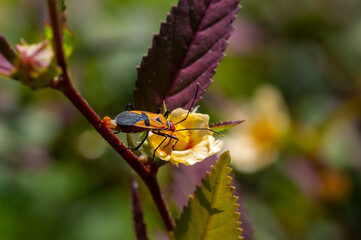 A red head beetle on a yellow flower
