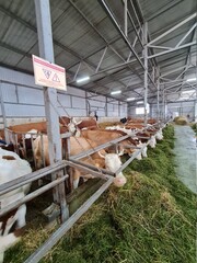 Cows on the farm, chewing feed. Farm