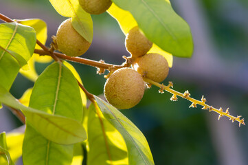 Longan ripe fruits (Dimocarpus longan) on the tree, in shallow focus