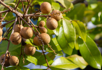 Longan ripe fruits (Dimocarpus longan) on the tree, in shallow focus