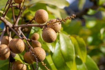 Longan ripe fruits (Dimocarpus longan) on the tree, in shallow focus