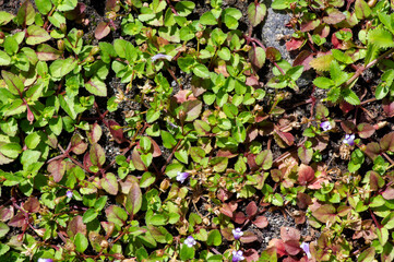 Top view of bright grass garden used for making green wallpaper and background