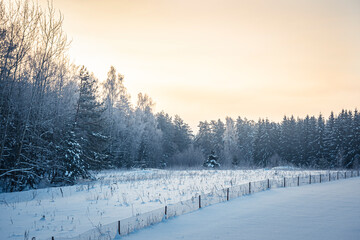 Agricultural field in winter, Lithuania. Snow covering the area, frost on tree branches. Bright morning sky. Selective focus on the details, blurred background.