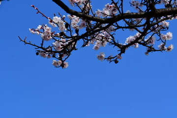 마른 살구가 열리고 꽃이 핀 살구나무 