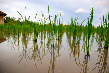 Fototapeta premium Newly planted rice